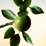 Teaser Banner_1.png